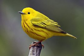 2025/10/Warbler-beaks2.jpg