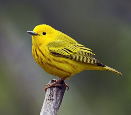 2025/10/Warbler-beaks2.jpg