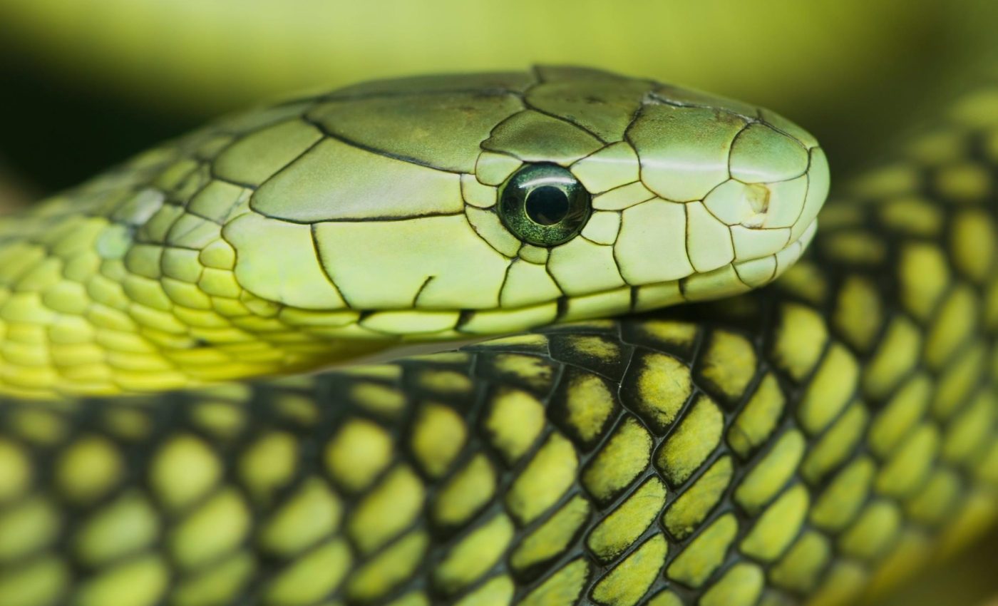 Mamba venom hides a deadly second attack