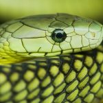 2025/10/mamba-venom272.jpg