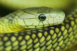 2025/10/mamba-venom272.jpg