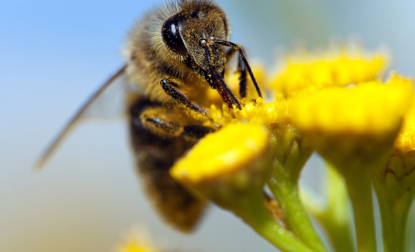 Honeybee dances reveal a new level of animal communication