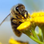 2025/10/Honeybee-dances.jpg