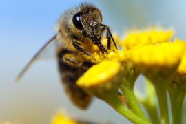 2025/10/Honeybee-dances.jpg