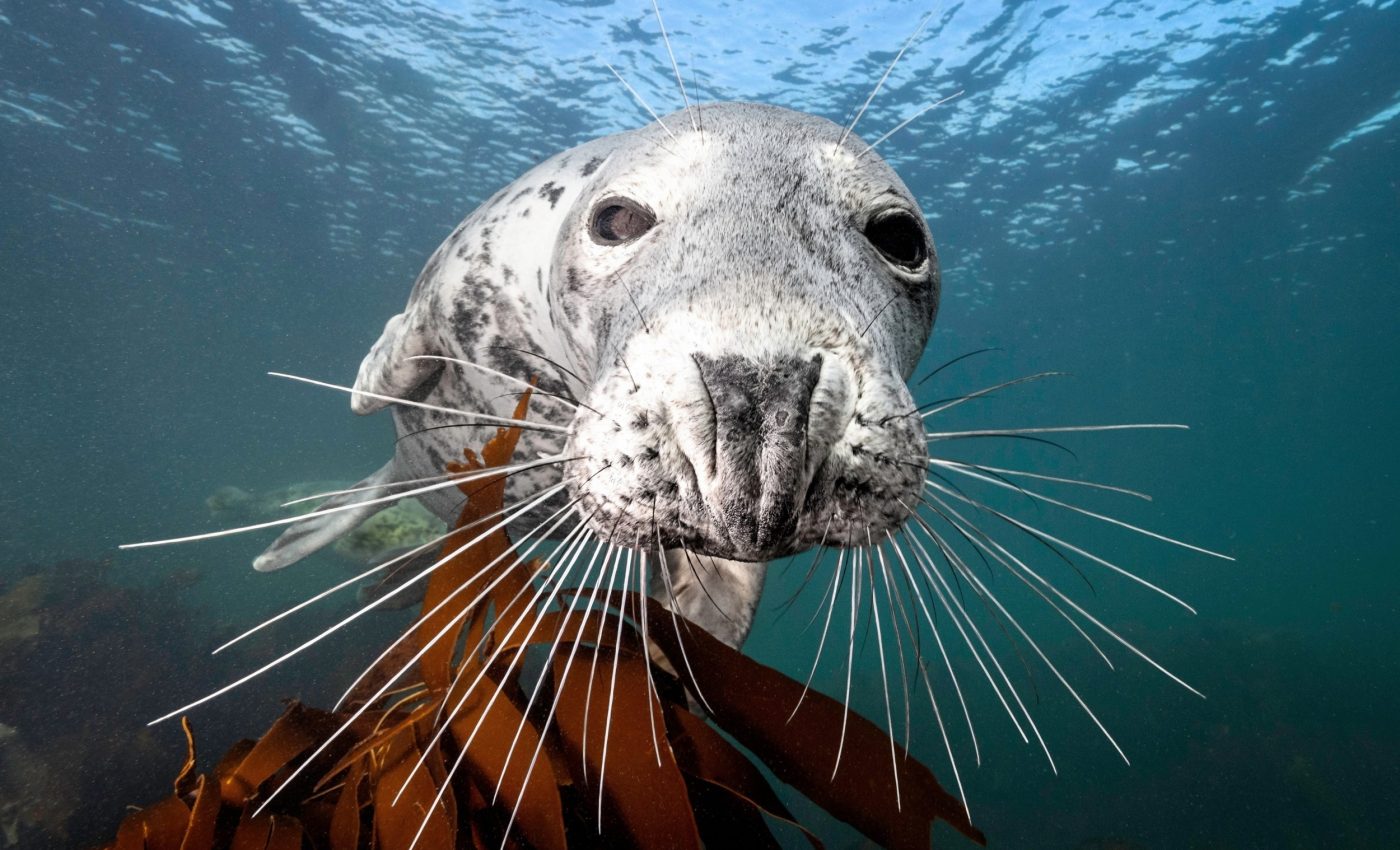 How seals use their whiskers to outsmart  escaping fish