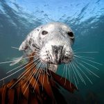2025/10/Seal-whiskers-1.jpg