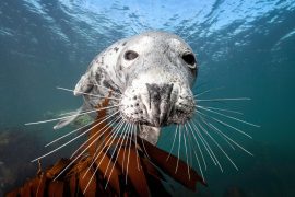 2025/10/Seal-whiskers-1.jpg