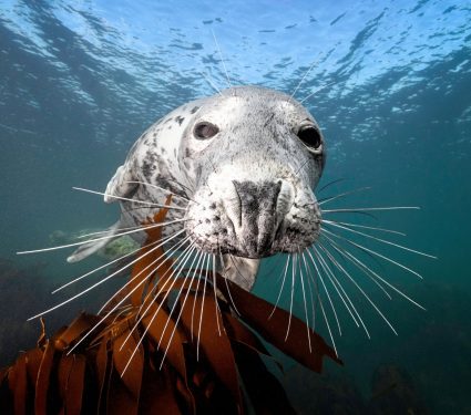 2025/10/Seal-whiskers-1.jpg