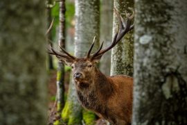 Scientists challenge wildlife conservation methods