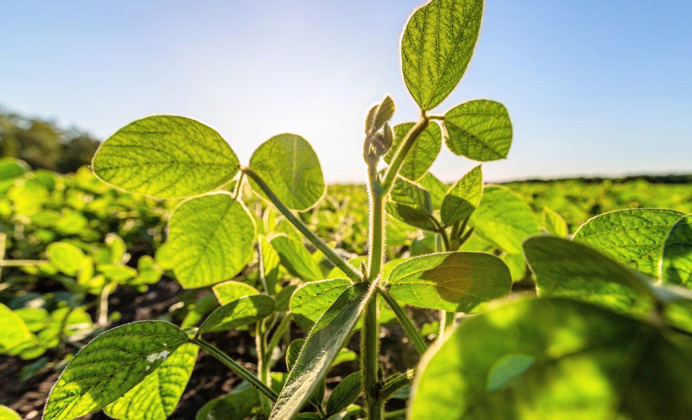 Bean plants have an ancient trick that could transform farming