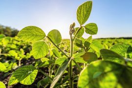 2025/10/Bean-plants-1.jpg