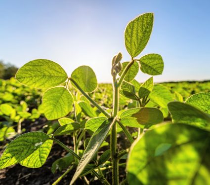 2025/10/Bean-plants-1.jpg
