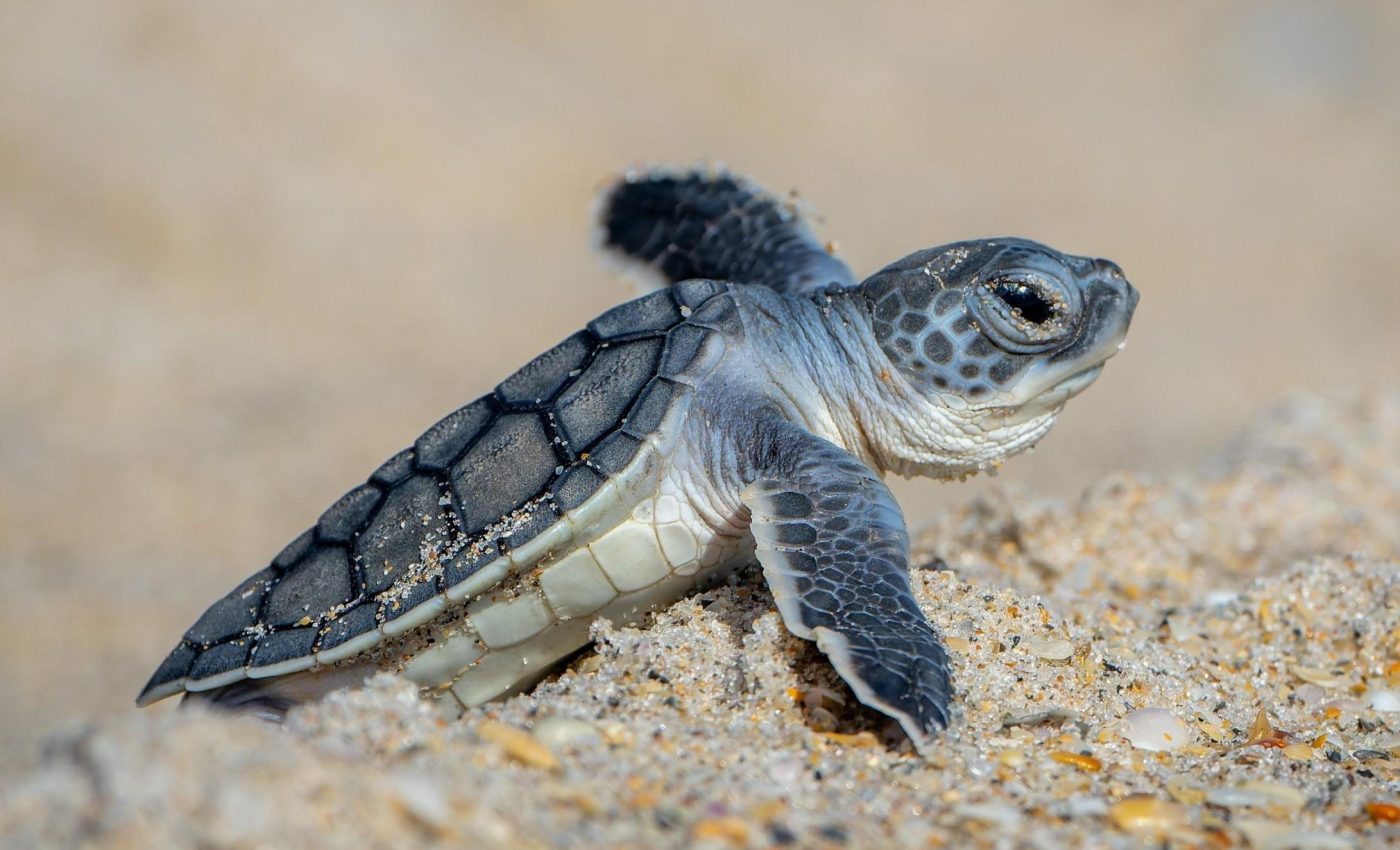Sea turtle hatchling bodies struggle in hotter sands