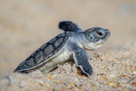 2025/10/sea-turtle-brains272.jpg