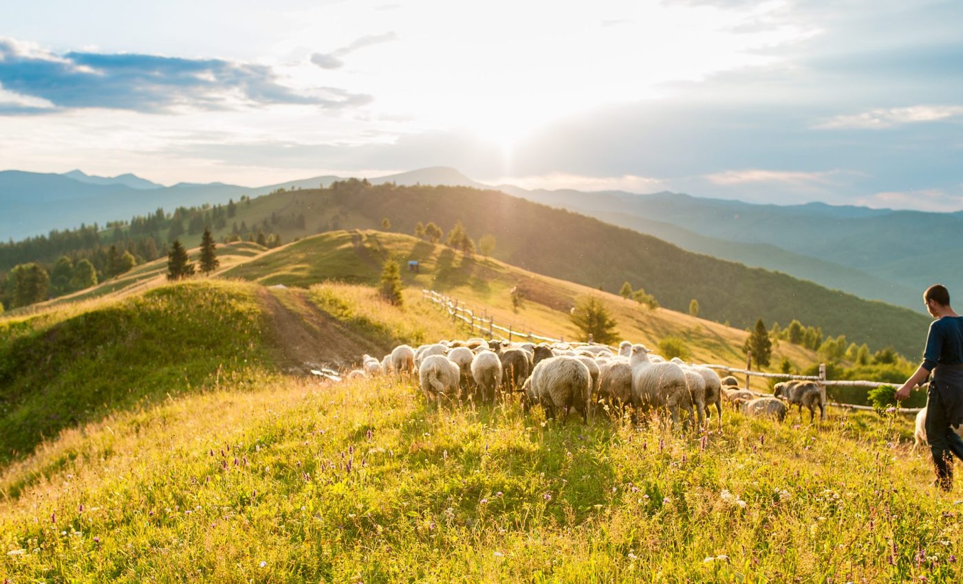 Farming forever changed animal communities worldwide