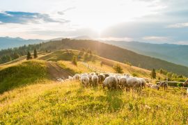2025/10/Holocene-farming.jpg