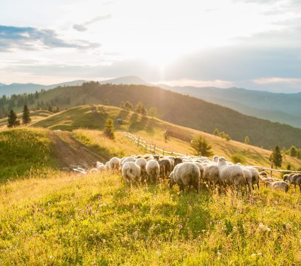 2025/10/Holocene-farming.jpg