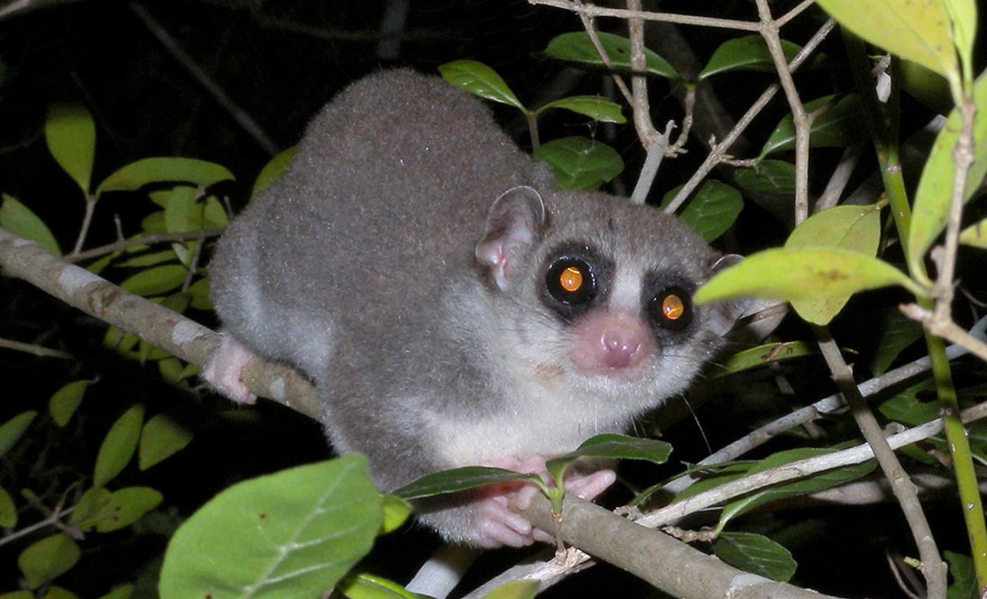 What hibernating lemurs reveal about surviving deep space