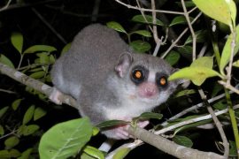2025/10/Hibernating-lemurs.jpg