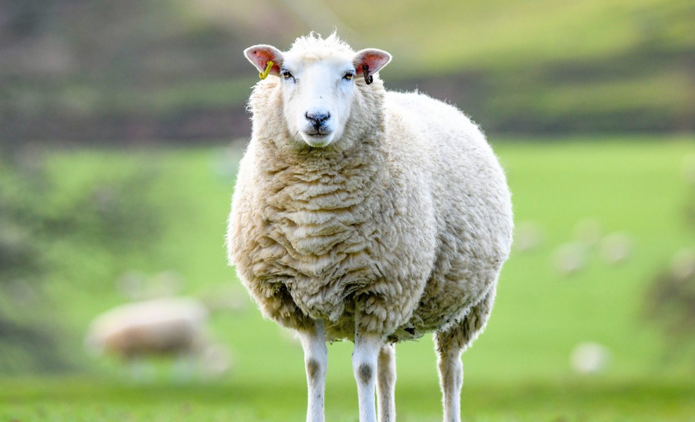 Farm animals may struggle to survive future heatwaves
