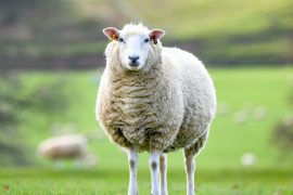 2025/10/Farm-animals-heat.jpg