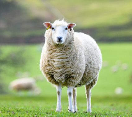 2025/10/Farm-animals-heat.jpg