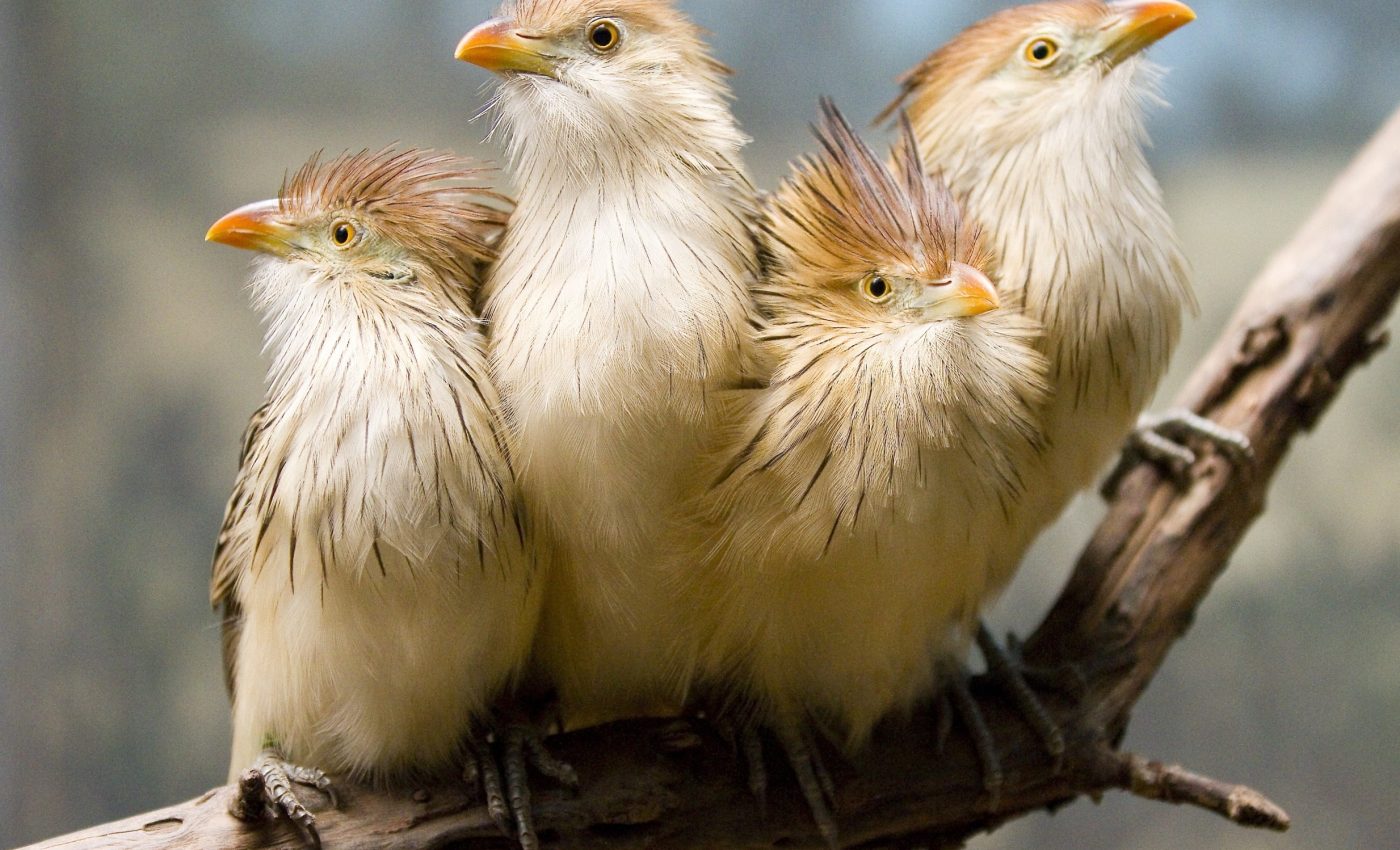 Birds worldwide share the same warning call against nest invaders