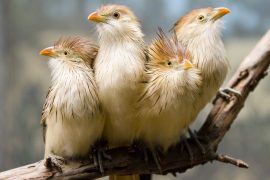 2025/10/Bird-warning-calls.jpg