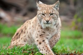 2025/10/World-Animal-Day-.jpg