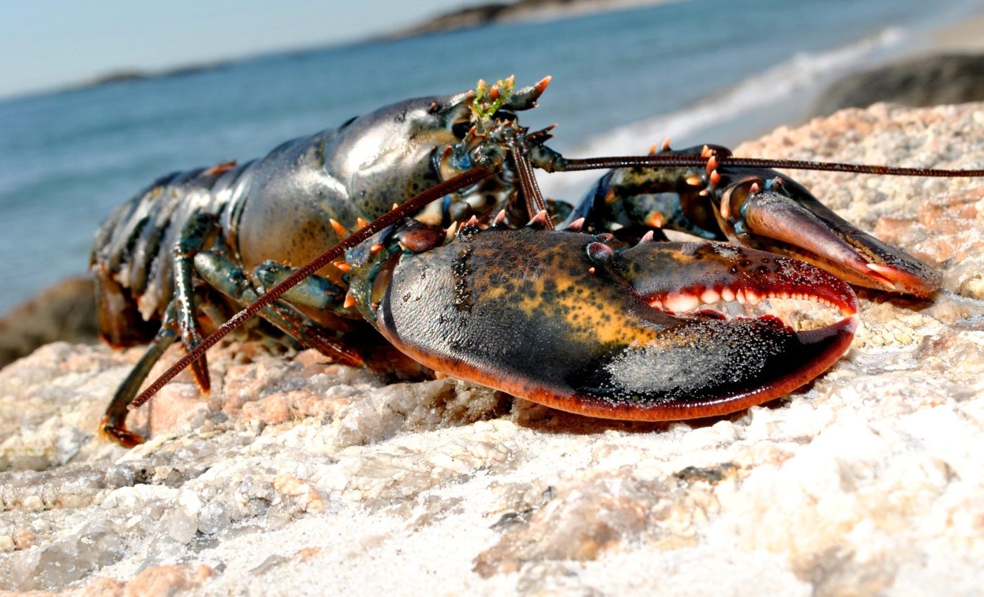 Lobsters face serious risks as oceans heat up