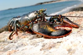 2025/10/Lobster-warming.jpg