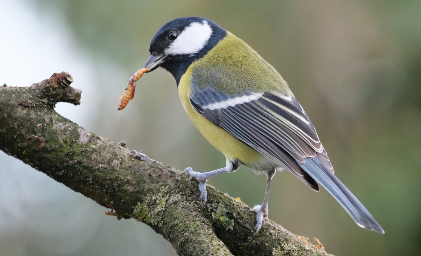 Global bird database could change how we protect species