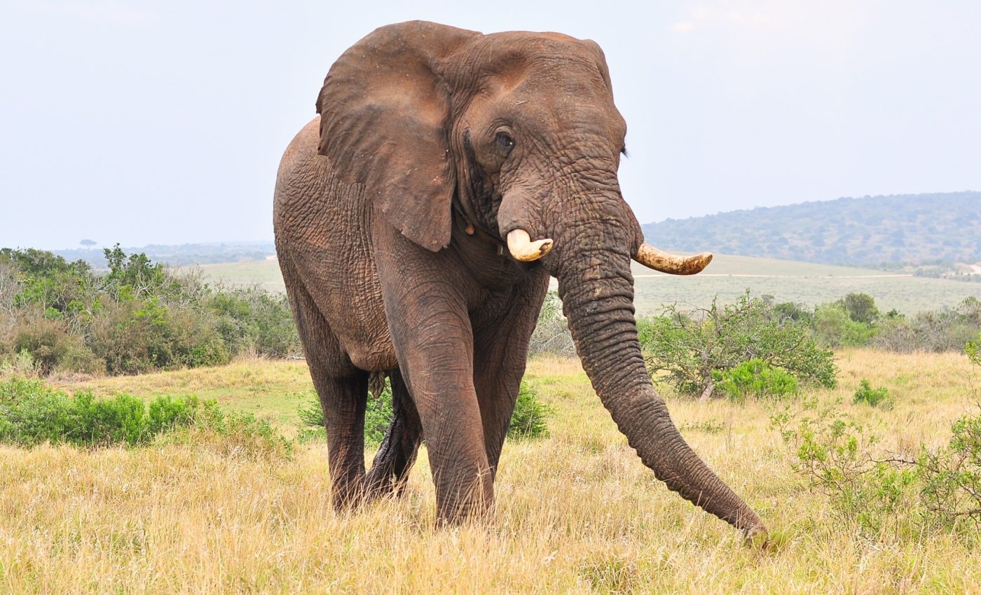 Elephants know when humans are watching and paying attention to them from a distance