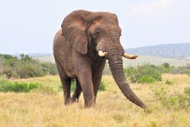 2025/10/Elephant-attention.jpg