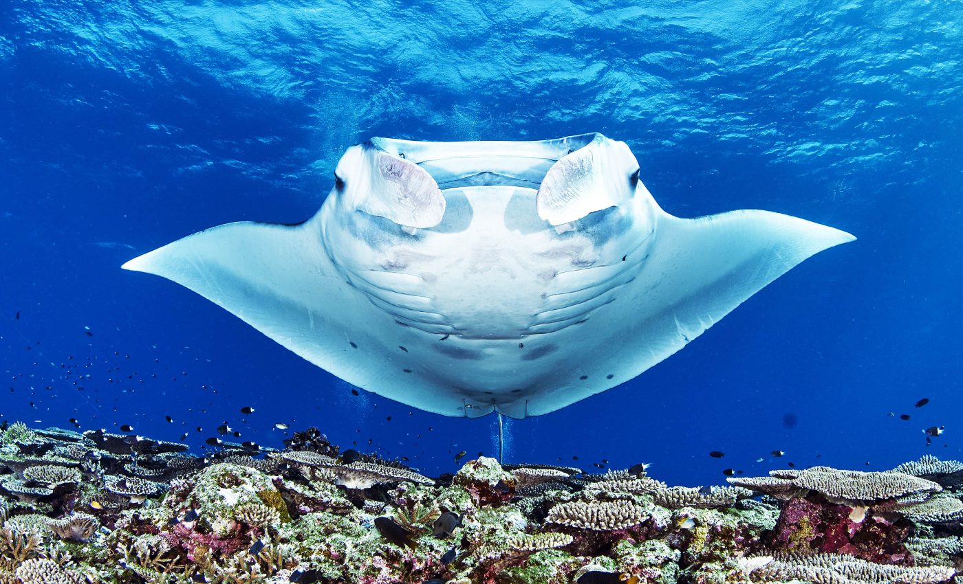 Deep-sea mining threatens shark species that already face extinction