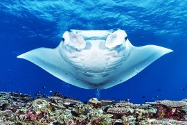 2025/10/manta-rays_sharks_deep-sea-mining_1m.jpg