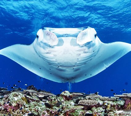 2025/10/manta-rays_sharks_deep-sea-mining_1m.jpg