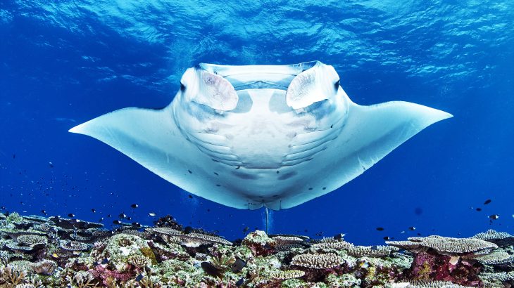 2025/10/manta-rays_sharks_deep-sea-mining_1m.jpg