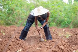 2025/10/Ethiopia-soil-372.jpg