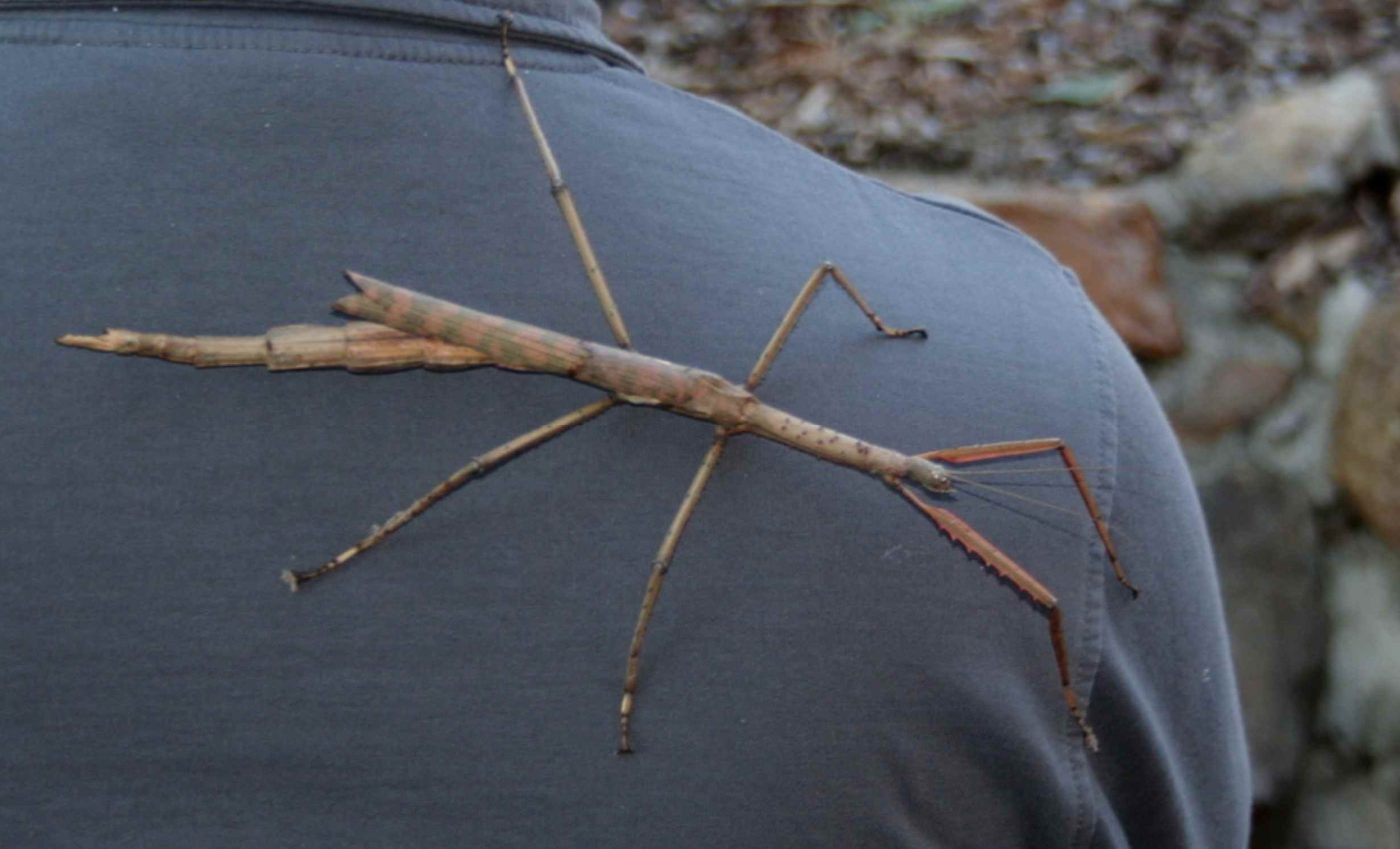 Scientists discover a stick insect as heavy as a golf ball