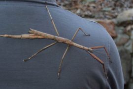 2025/10/stick-insect-heavy-as-golf-ball.jpg