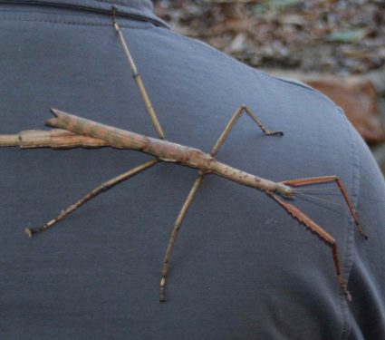 2025/10/stick-insect-heavy-as-golf-ball.jpg