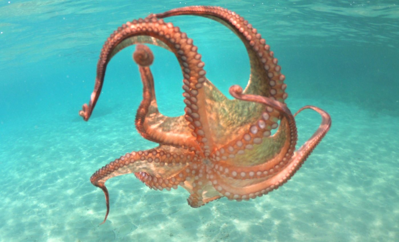 World Octopus Day: Redefining intelligence and inspiring innovation