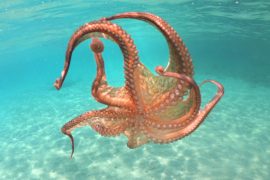 2025/10/World-Octopus-Day-.jpg