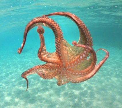 2025/10/World-Octopus-Day-.jpg