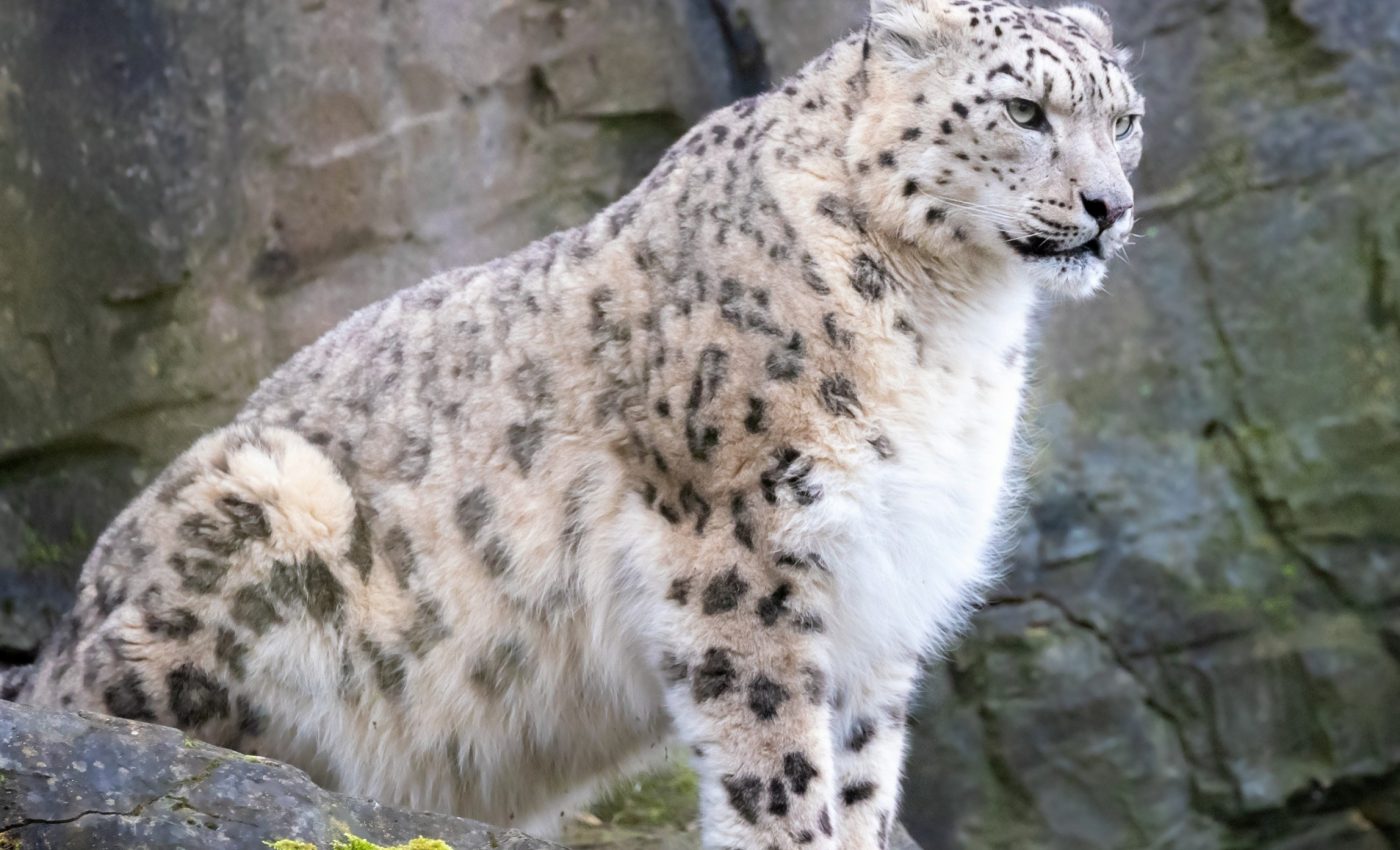 Snow leopards may vanish as warming hits fragile mountain habitats