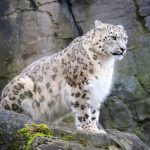 2025/10/Snow-leopard.jpg
