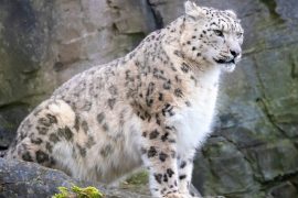 2025/10/Snow-leopard.jpg