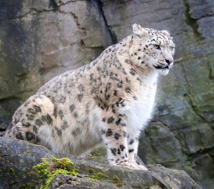 2025/10/Snow-leopard.jpg