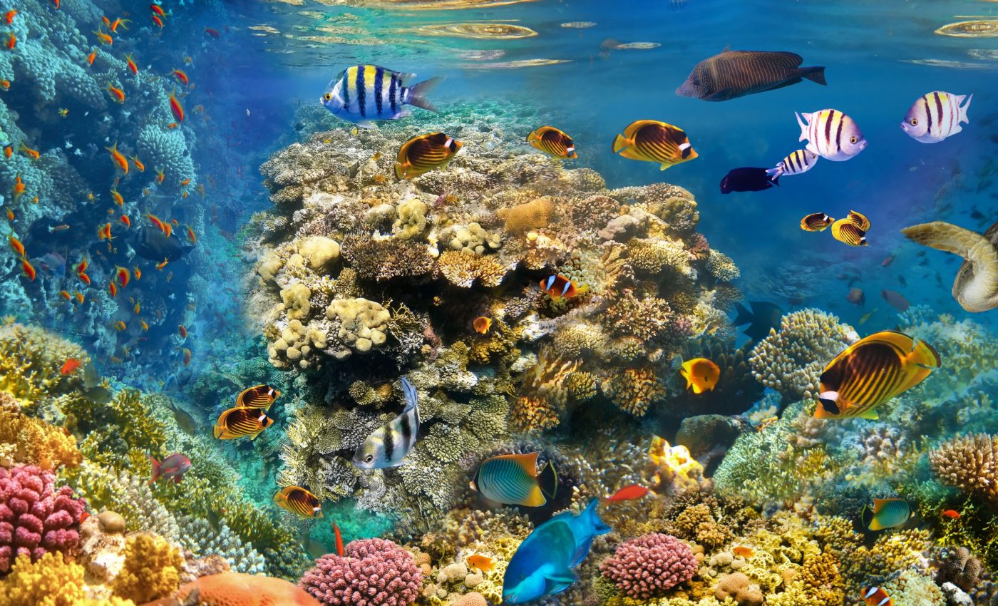 Coral fossils reveal 600,000 years of hidden climate records